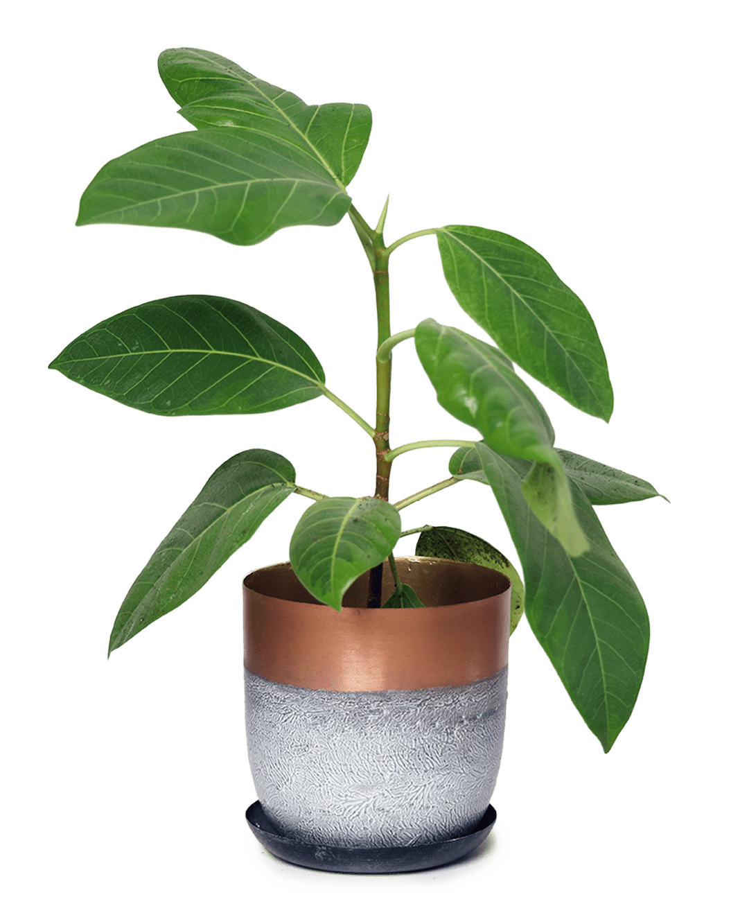 Joe Metal Pot With Drainage Hole | 3 & 5 inch - Chive Ceramics Studio - Pots - Chive Ceramics Studio