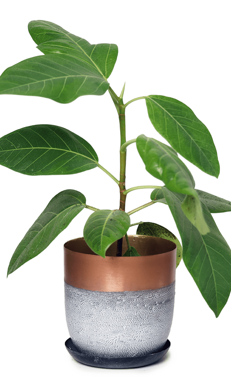 Joe Metal Pot With Drainage Hole | 3 & 5 inch - Chive Ceramics Studio - Pots - Chive Ceramics Studio