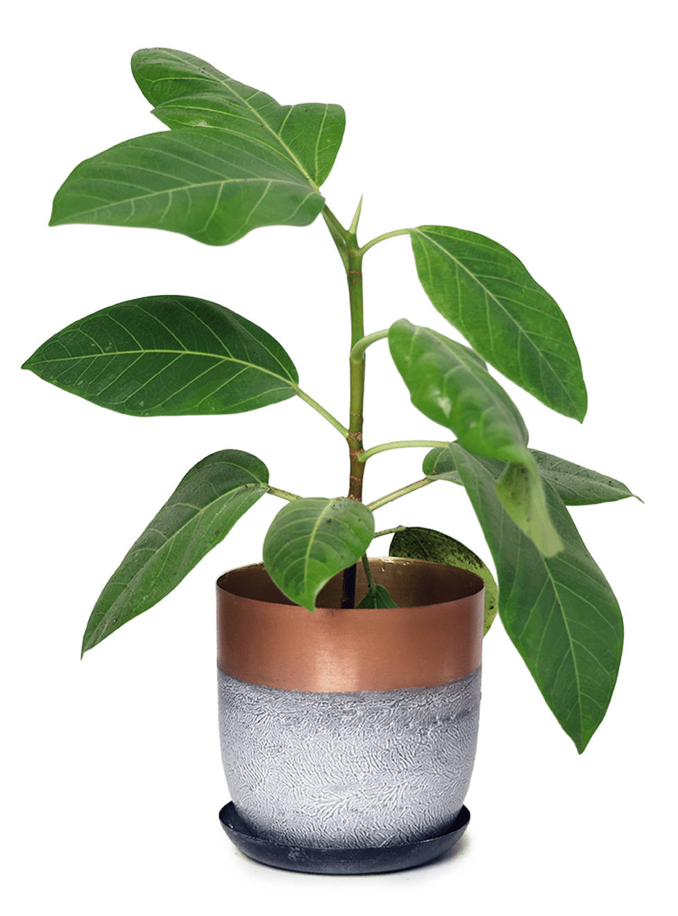 Joe Metal Pot With Drainage Hole | 3 & 5 inch - Chive Ceramics Studio - Pots - Chive Ceramics Studio