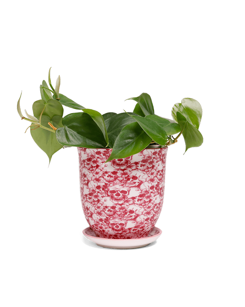 Liberte 5 Porcelain Pot And Saucer With Drainage - Chive Ceramics Studio - Pots - Chive Ceramics Studio