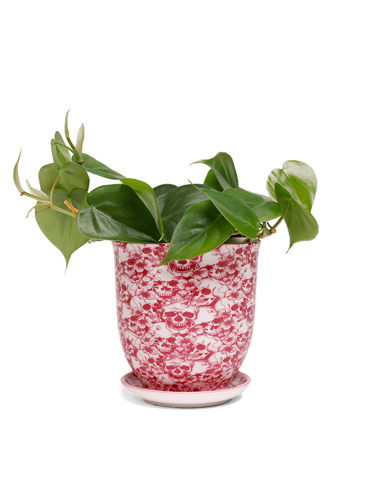 Liberte 5 Porcelain Pot And Saucer With Drainage - Chive Ceramics Studio - Pots - Chive Ceramics Studio