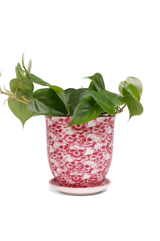 Liberte 5 Porcelain Pot And Saucer With Drainage - Chive Ceramics Studio - Pots - Chive Ceramics Studio