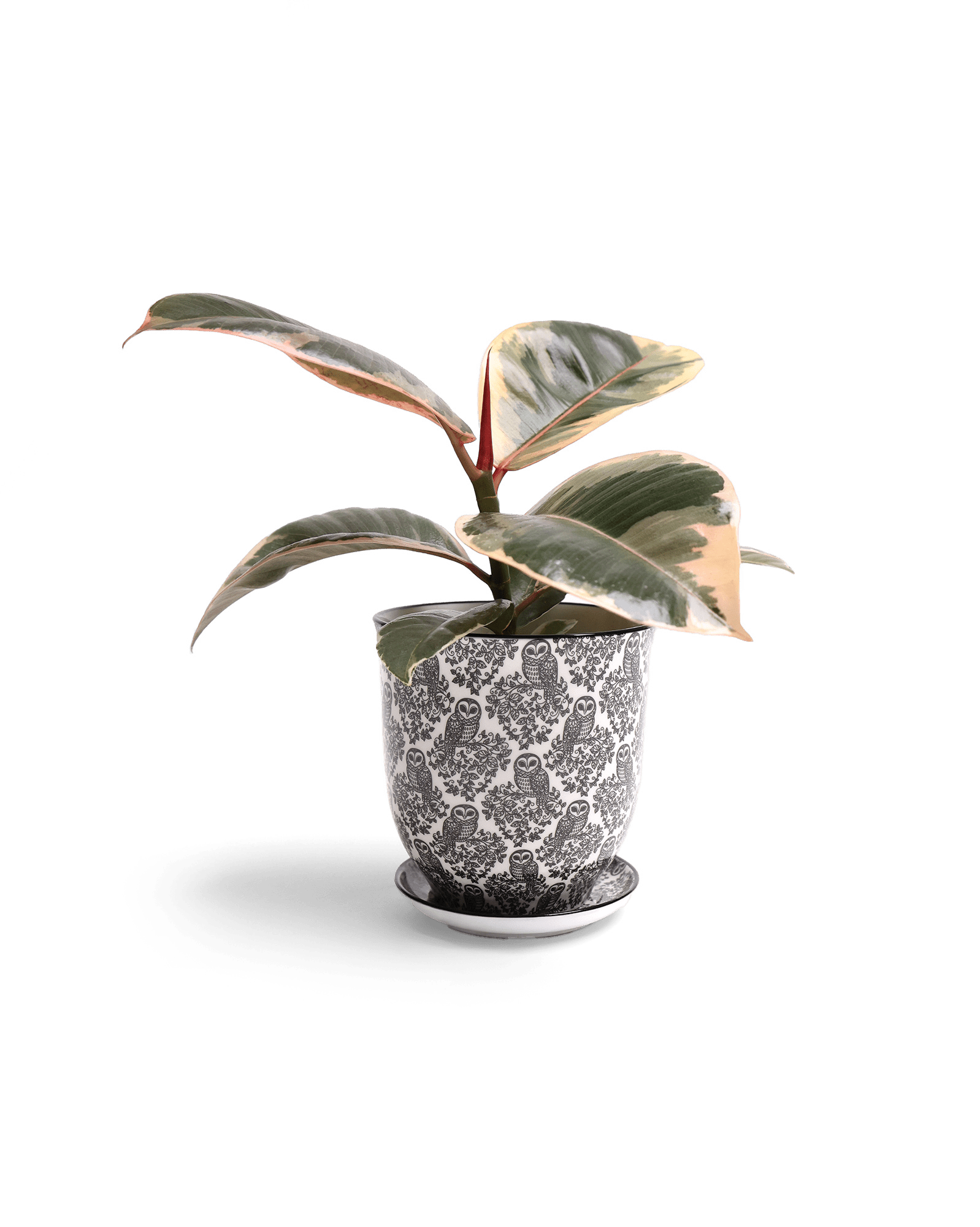 Liberte Porcelain 4.25" Pot And Saucer - Chive Ceramics Studio - Pots - Chive Ceramics Studio