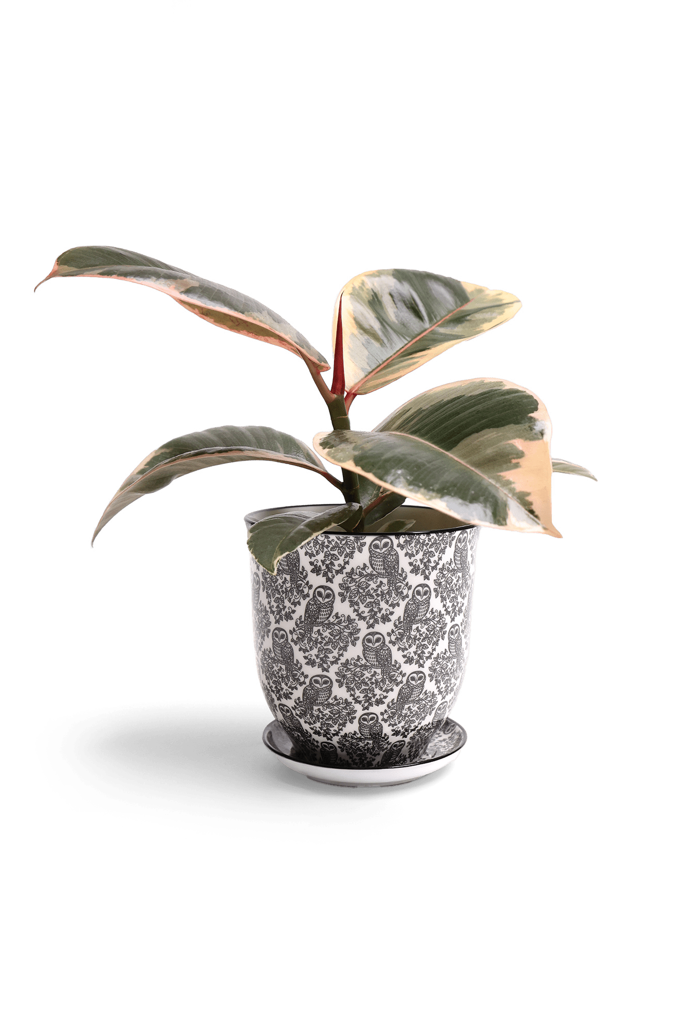 Liberte Porcelain 4.25" Pot And Saucer - Chive Ceramics Studio - Pots - Chive Ceramics Studio