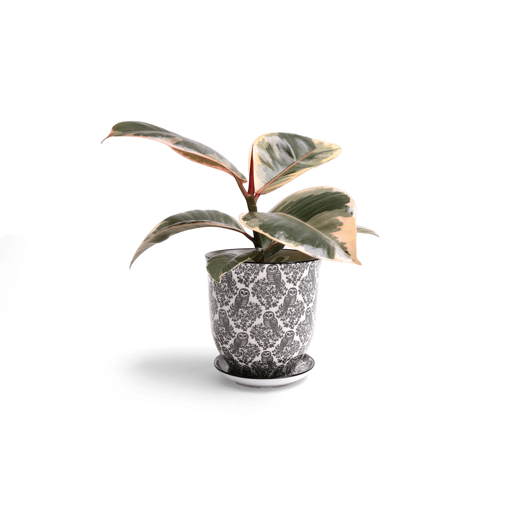 Liberte Porcelain 4.25" Pot And Saucer - Chive Ceramics Studio - Pots - Chive Ceramics Studio