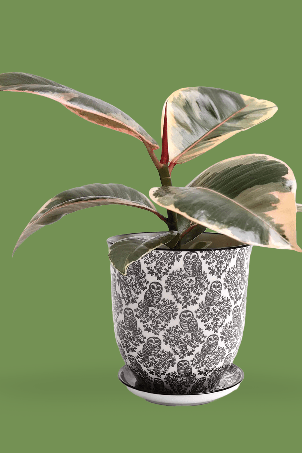 Liberte Porcelain 4.25" Pot And Saucer - Chive Ceramics Studio - Pots - Chive Ceramics Studio