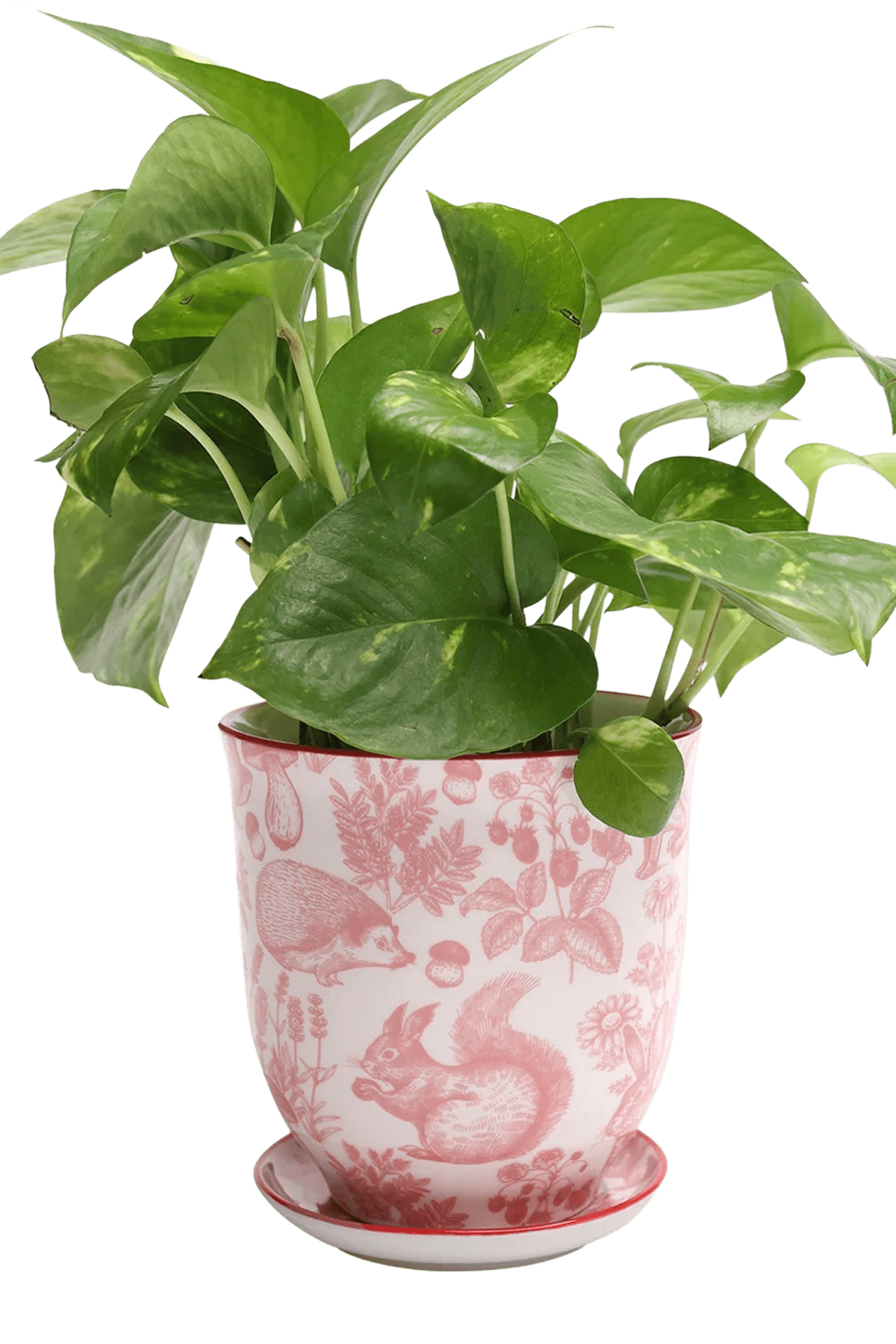 Liberte Porcelain 4.25" Pot And Saucer - Chive Ceramics Studio - Pots - Chive Ceramics Studio