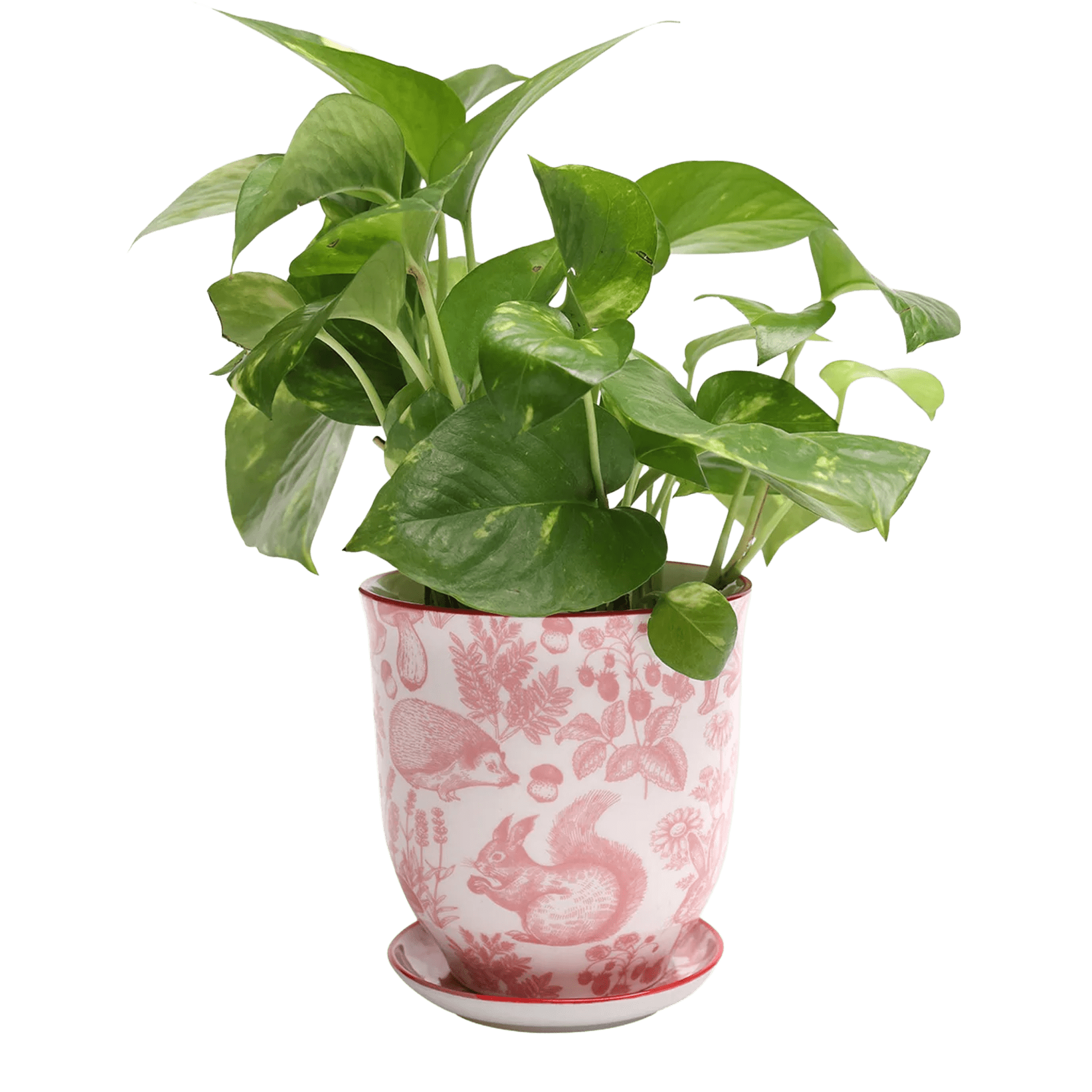 Liberte Porcelain 4.25" Pot And Saucer - Chive Ceramics Studio - Pots - Chive Ceramics Studio