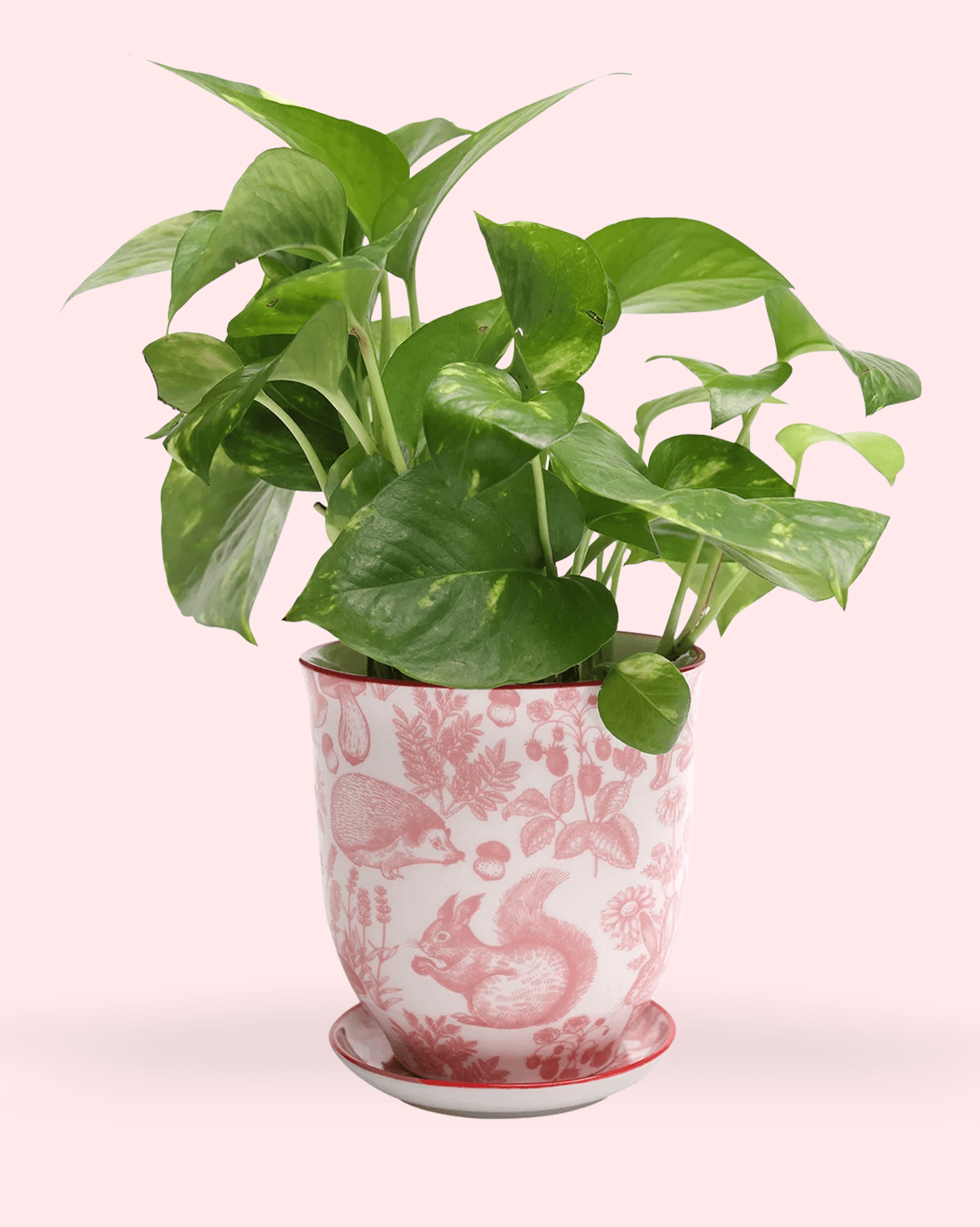 Liberte Porcelain 4.25" Pot And Saucer - Chive Ceramics Studio - Pots - Chive Ceramics Studio