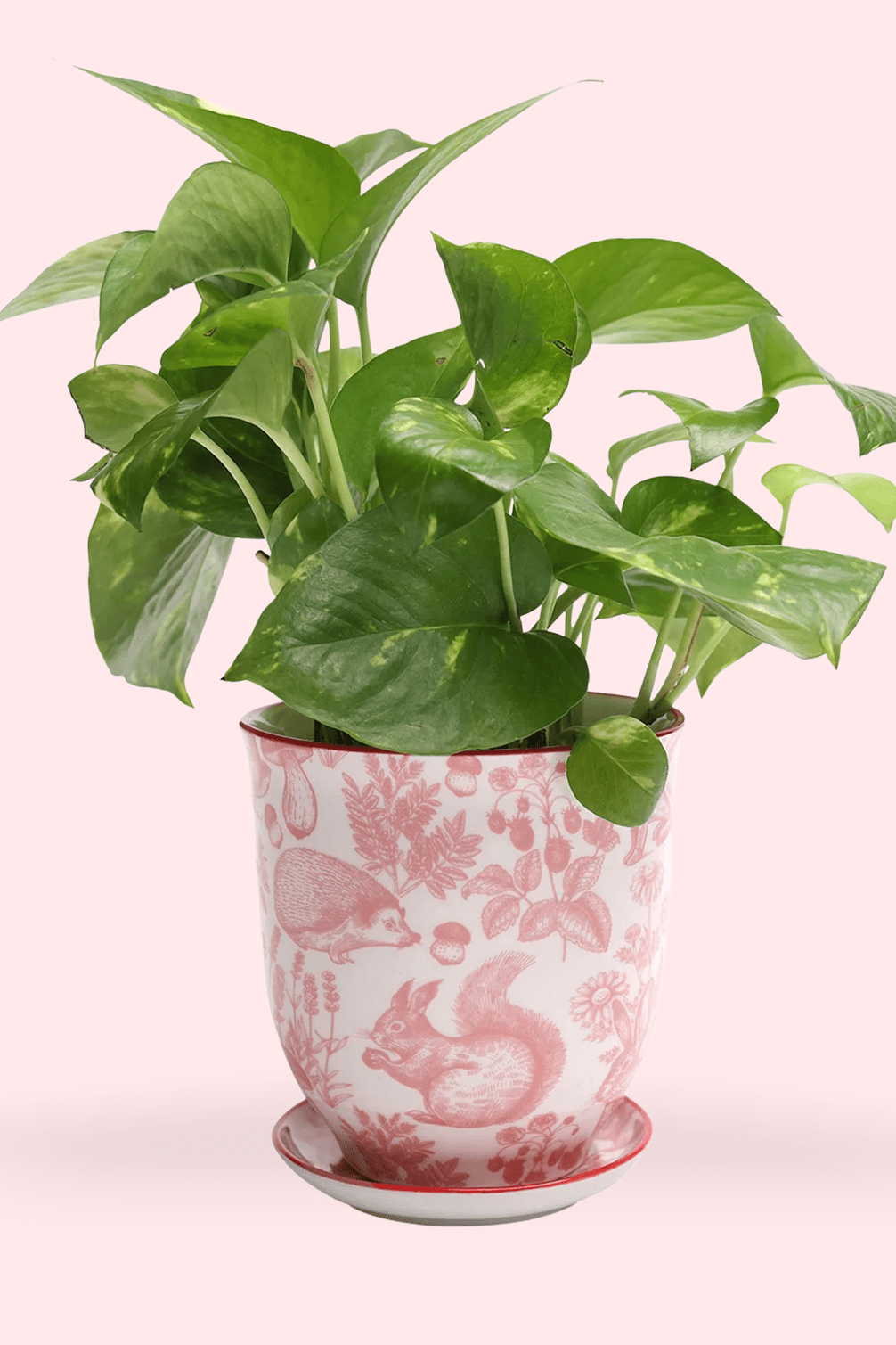 Liberte Porcelain 4.25" Pot And Saucer - Chive Ceramics Studio - Pots - Chive Ceramics Studio