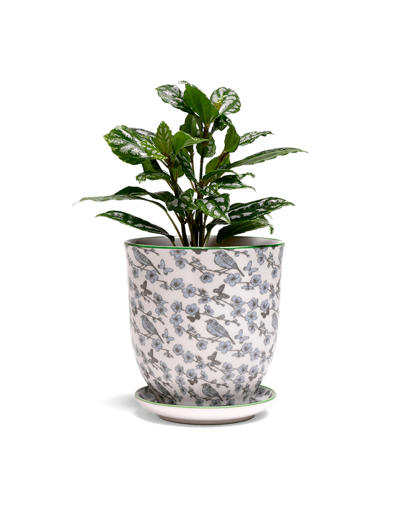 Liberte 5 Porcelain Pot And Saucer With Drainage - Chive Ceramics Studio - Pots - Chive Ceramics Studio