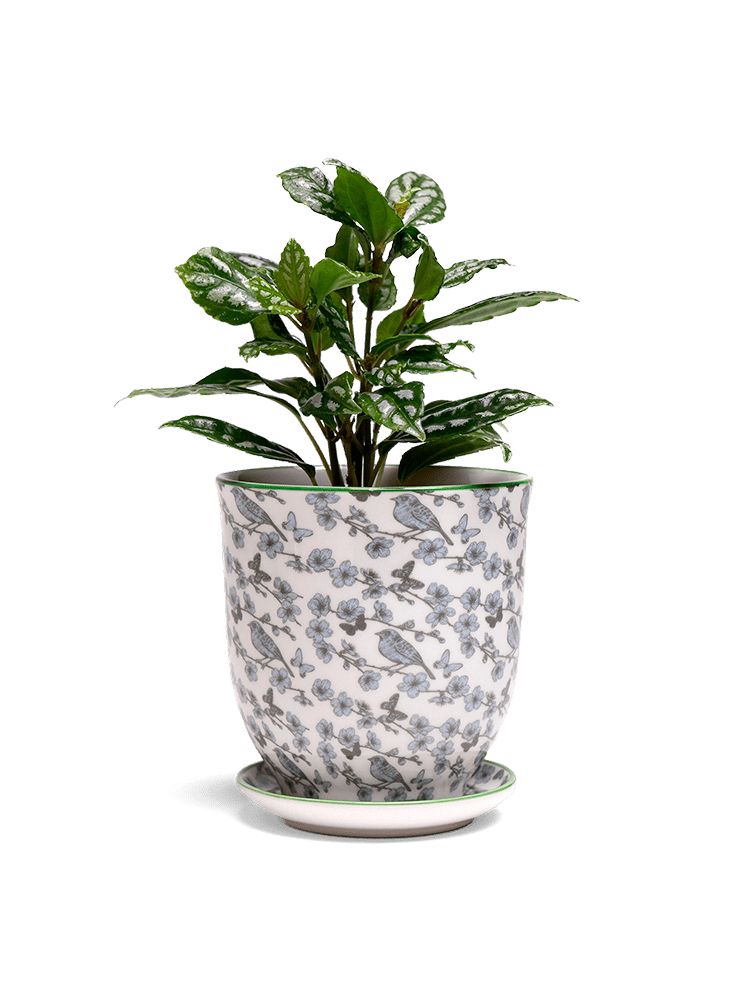 Liberte 5 Porcelain Pot And Saucer With Drainage - Chive Ceramics Studio - Pots - Chive Ceramics Studio