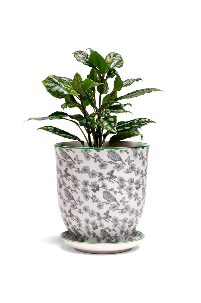 Liberte 5 Porcelain Pot And Saucer With Drainage - Chive Ceramics Studio - Pots - Chive Ceramics Studio