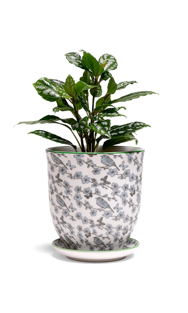 Liberte 5 Porcelain Pot And Saucer With Drainage - Chive Ceramics Studio - Pots - Chive Ceramics Studio