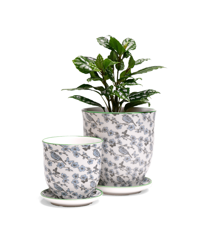 Liberte 5 Porcelain Pot And Saucer With Drainage - Chive Ceramics Studio - Pots - Chive Ceramics Studio