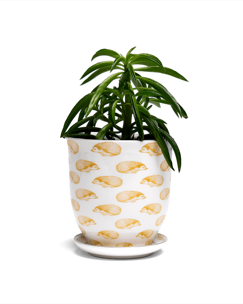 Liberte 5 Porcelain Pot And Saucer With Drainage - Chive Ceramics Studio - Pots - Chive Ceramics Studio