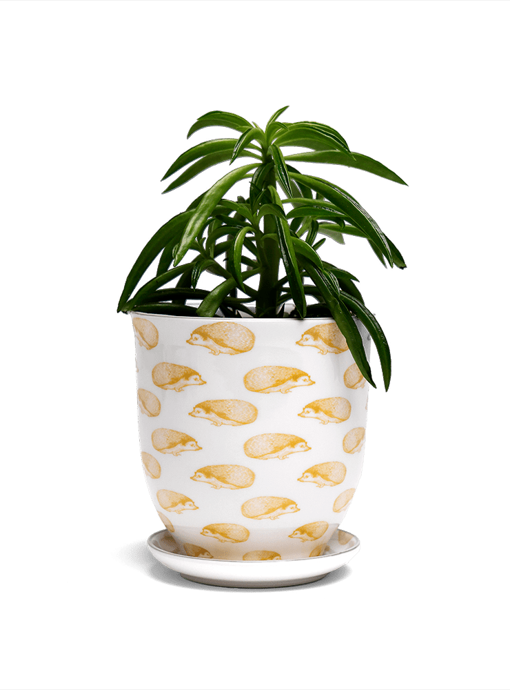 Liberte 5 Porcelain Pot And Saucer With Drainage - Chive Ceramics Studio - Pots - Chive Ceramics Studio