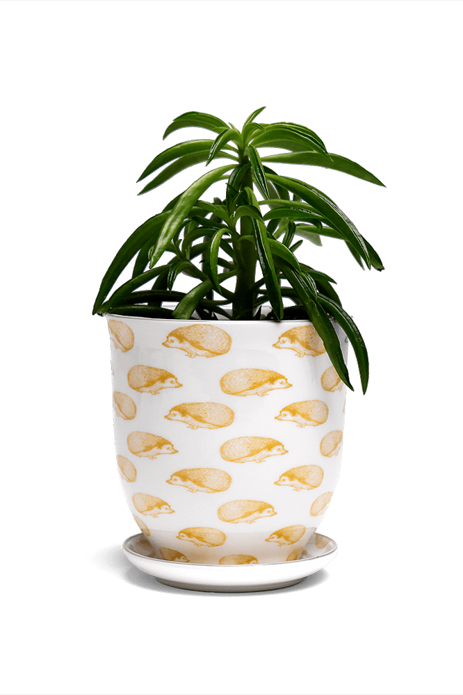 Liberte 5 Porcelain Pot And Saucer With Drainage - Chive Ceramics Studio - Pots - Chive Ceramics Studio