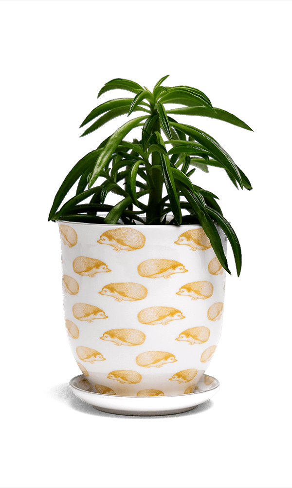 Liberte 5 Porcelain Pot And Saucer With Drainage - Chive Ceramics Studio - Pots - Chive Ceramics Studio