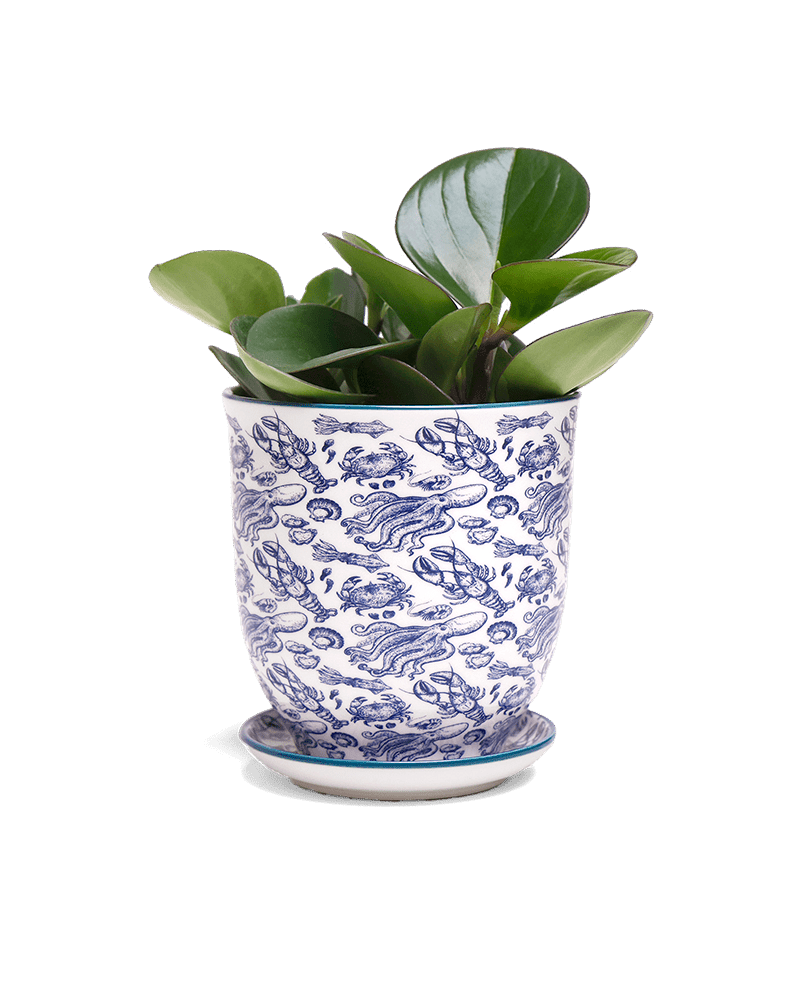 Liberte 5 Porcelain Pot And Saucer With Drainage - Chive Ceramics Studio - Pots - Chive Ceramics Studio