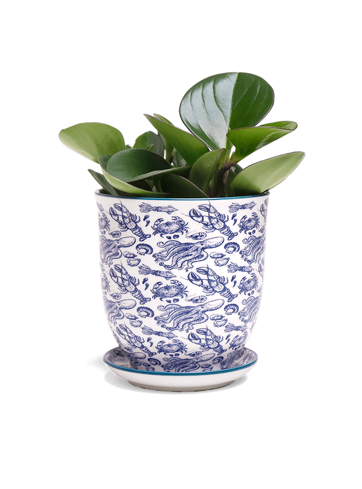 Liberte 5 Porcelain Pot And Saucer With Drainage - Chive Ceramics Studio - Pots - Chive Ceramics Studio