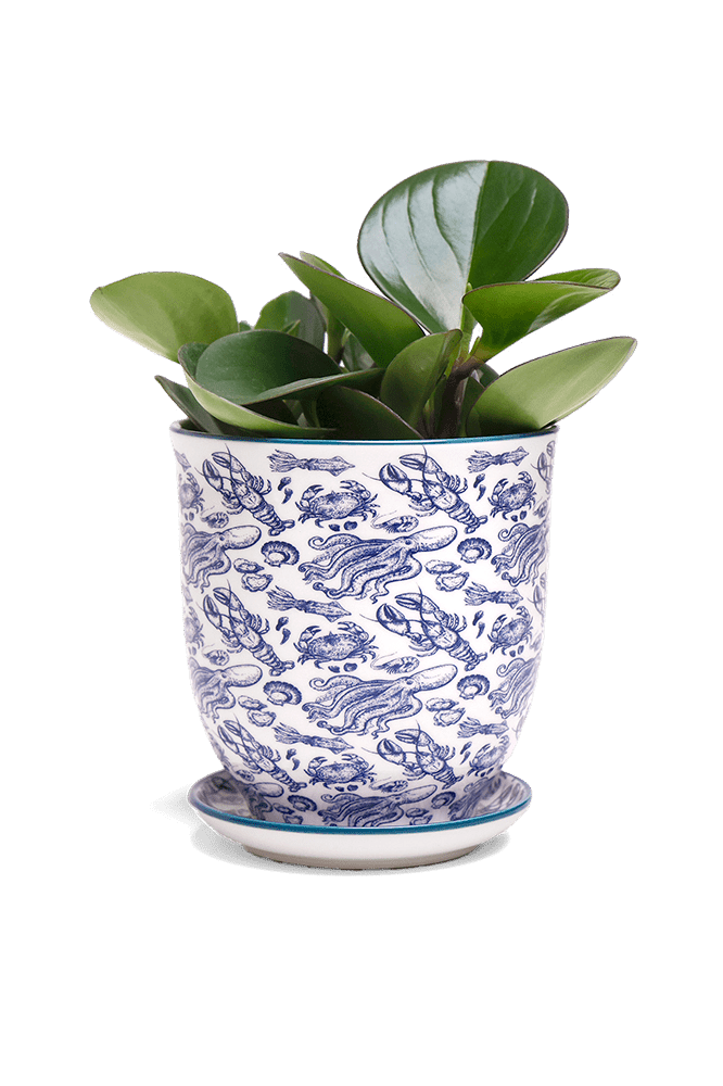 Liberte 5 Porcelain Pot And Saucer With Drainage - Chive Ceramics Studio - Pots - Chive Ceramics Studio