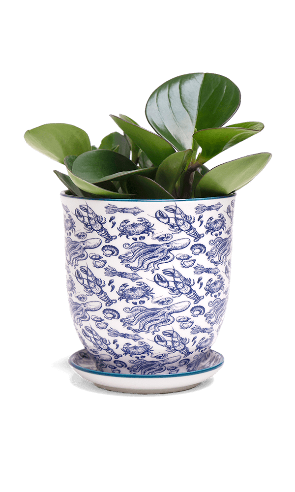 Liberte 5 Porcelain Pot And Saucer With Drainage - Chive Ceramics Studio - Pots - Chive Ceramics Studio