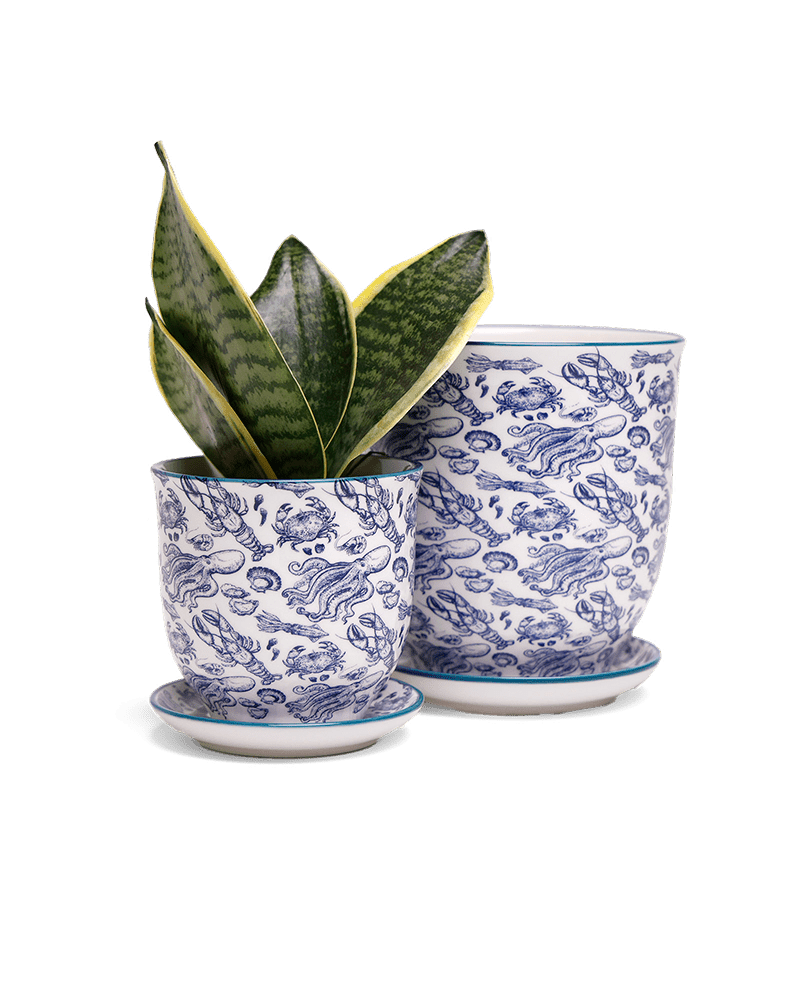 Liberte 5 Porcelain Pot And Saucer With Drainage - Chive Ceramics Studio - Pots - Chive Ceramics Studio