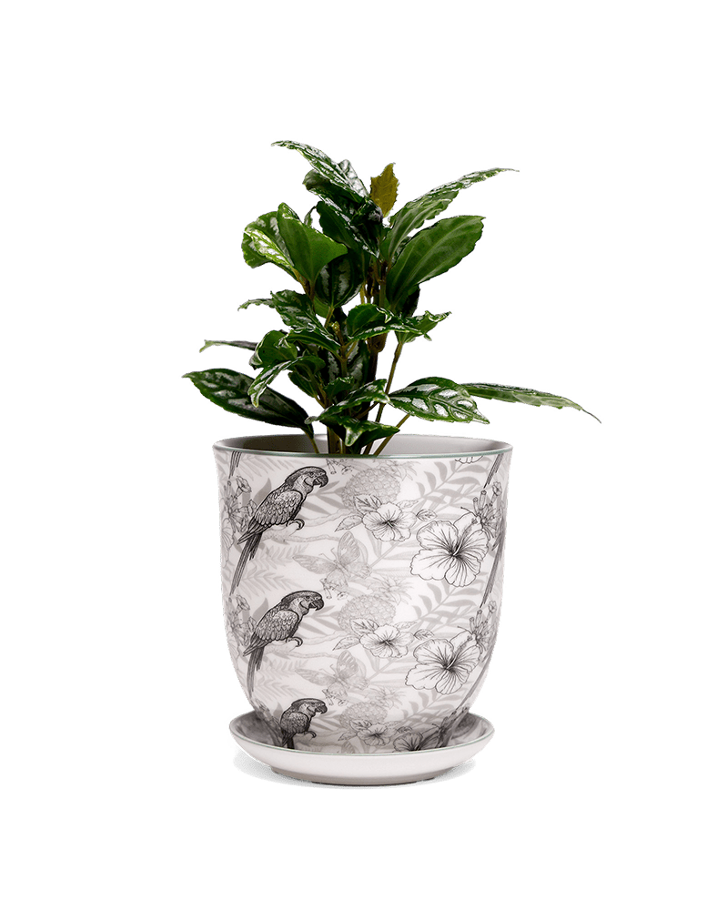 Liberte 5 Porcelain Pot And Saucer With Drainage - Chive Ceramics Studio - Pots - Chive Ceramics Studio