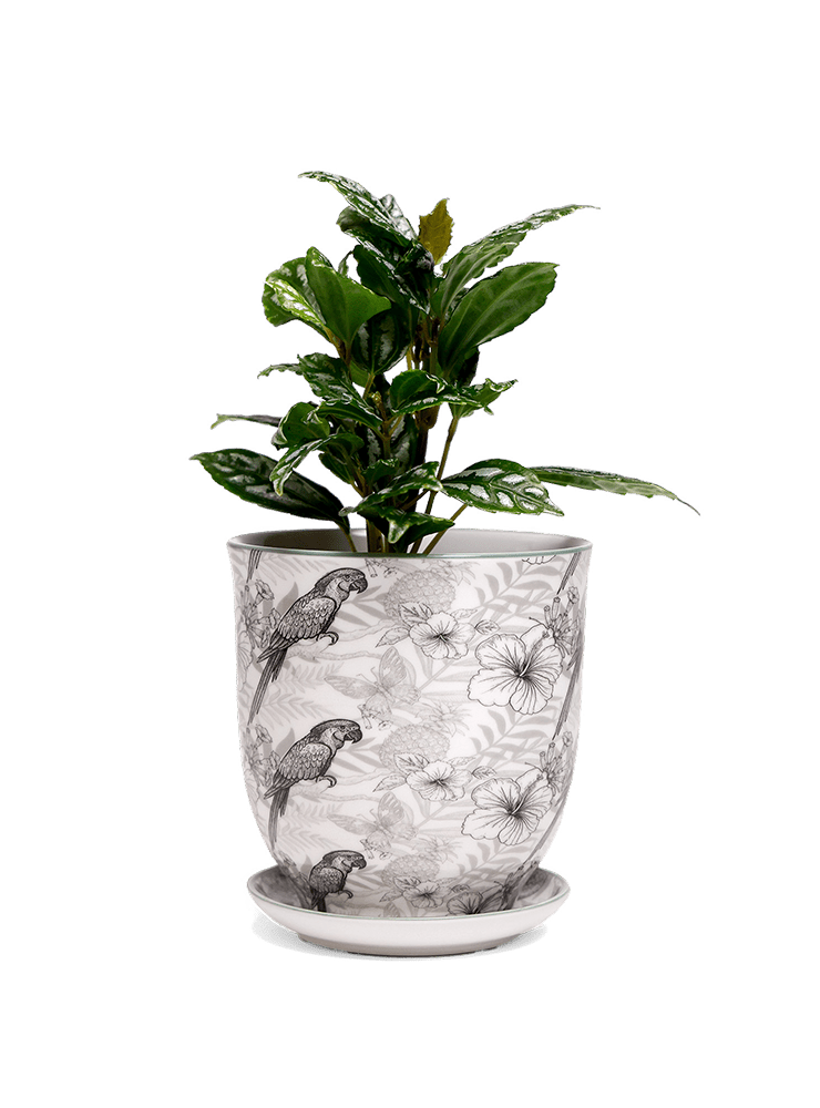 Liberte 5 Porcelain Pot And Saucer With Drainage - Chive Ceramics Studio - Pots - Chive Ceramics Studio