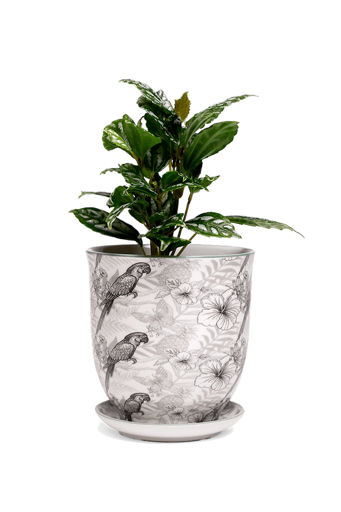 Liberte 5 Porcelain Pot And Saucer With Drainage - Chive Ceramics Studio - Pots - Chive Ceramics Studio