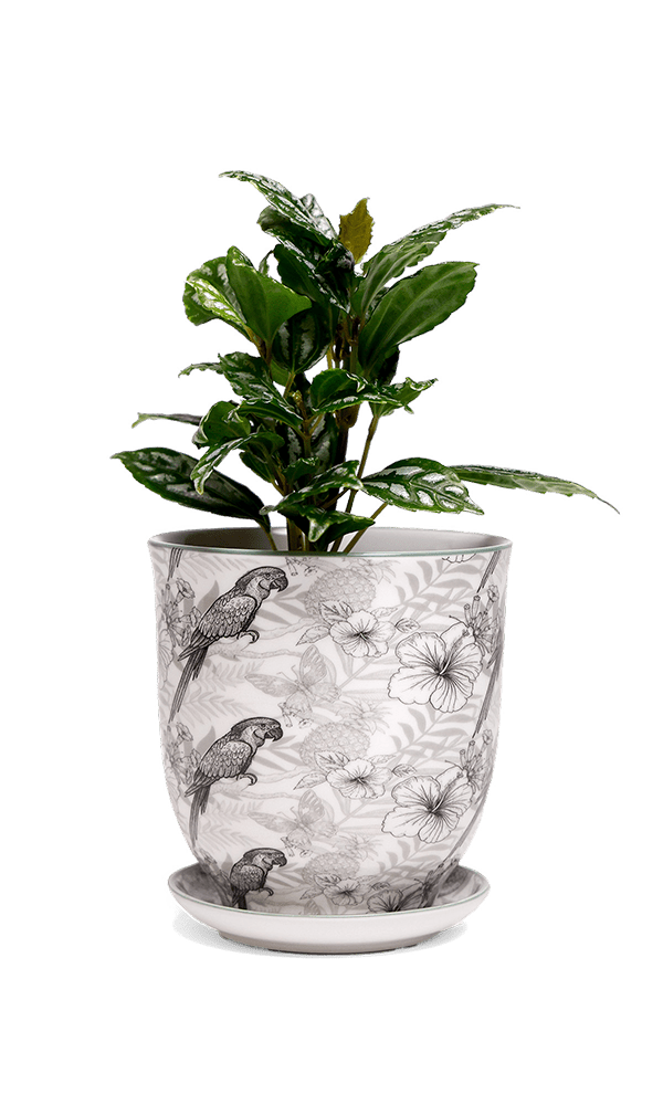 Liberte 5 Porcelain Pot And Saucer With Drainage - Chive Ceramics Studio - Pots - Chive Ceramics Studio