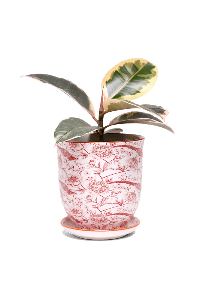 Liberte 5 Porcelain Pot And Saucer With Drainage - Chive Ceramics Studio - Pots - Chive Ceramics Studio