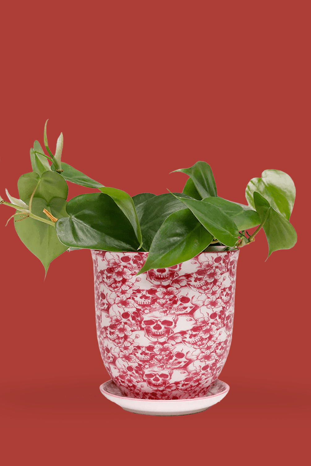 Liberte Porcelain 4.25" Pot And Saucer - Chive Ceramics Studio - Pots - Chive Ceramics Studio