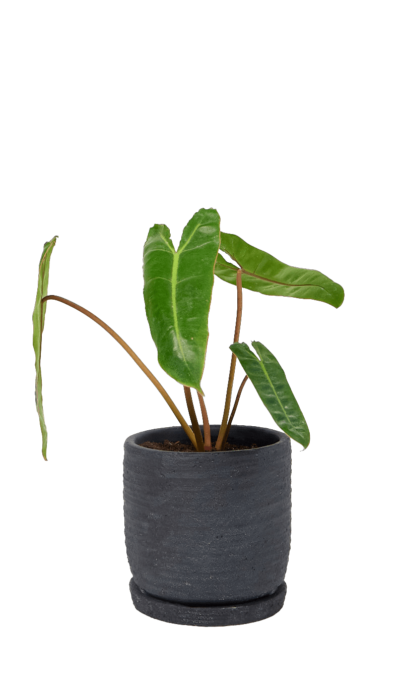 Paul Ceramic Pot And Saucer Set With Drainage - Chive Ceramics Studio - Pots - Chive US