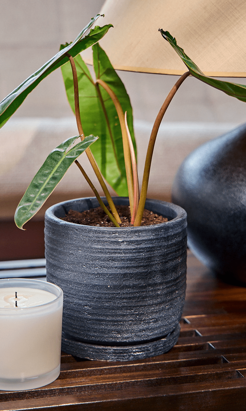 Paul Ceramic Pot And Saucer Set With Drainage - Chive Ceramics Studio - Pots - Chive US