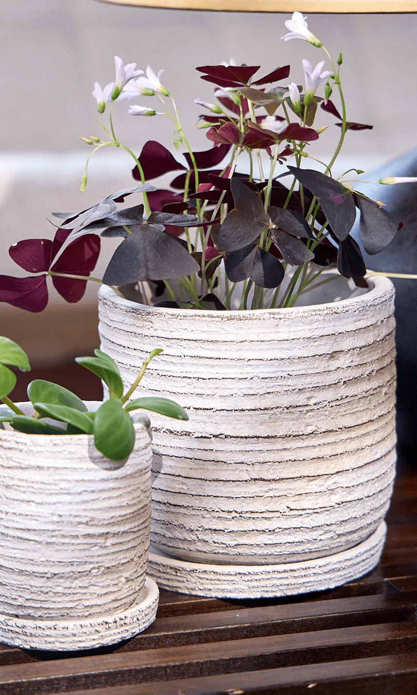 Paul Ceramic Pot And Saucer Set With Drainage - Chive Ceramics Studio - Pots - Chive US