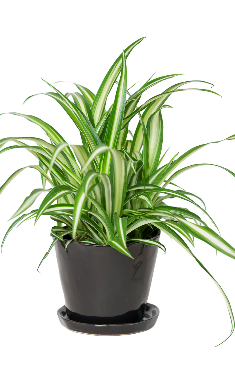 Tika Pot & Saucer | 5 inch - Chive Ceramics Studio - Pots - Chive Ceramics Studio