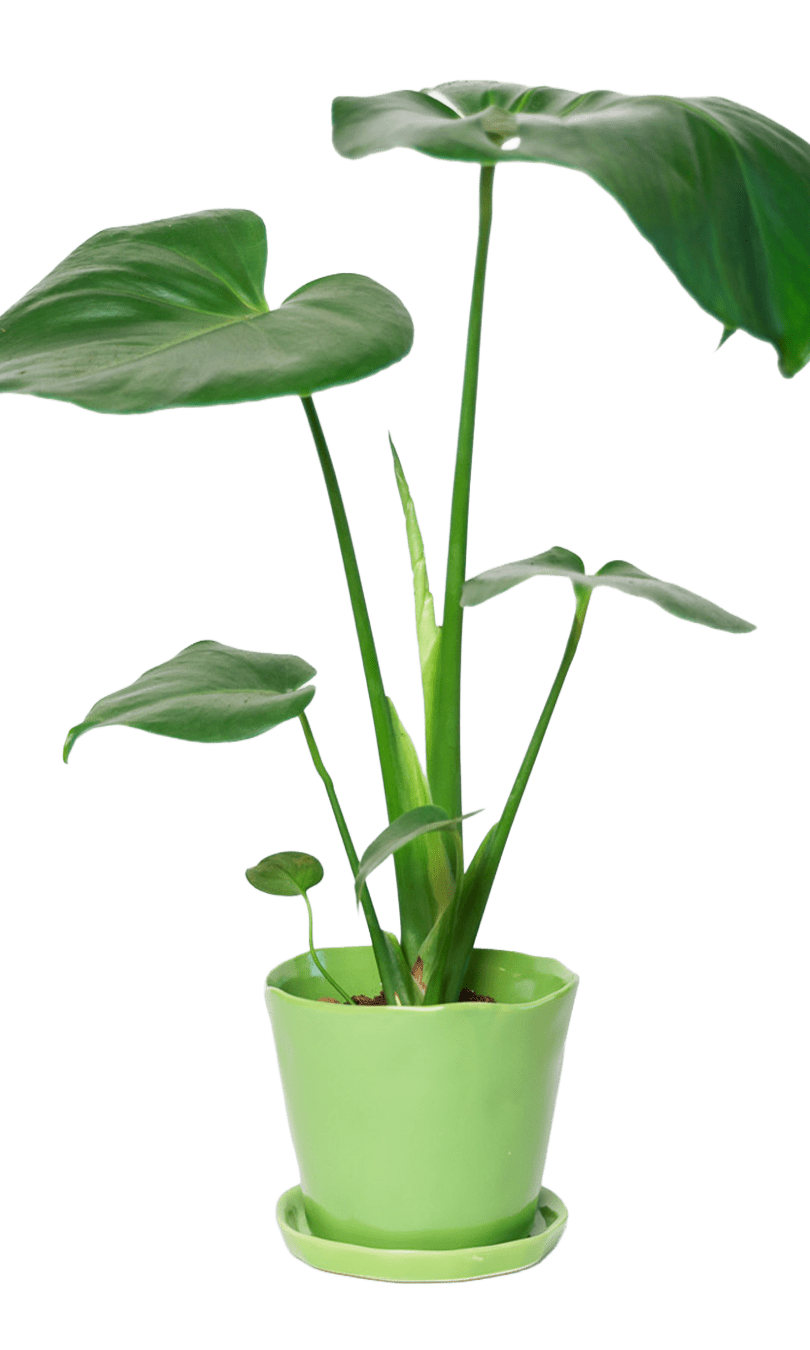 Tika Pot & Saucer | 5 inch - Chive Ceramics Studio - Pots - Chive Ceramics Studio