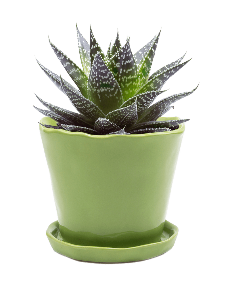 Tika Ceramic Pot & Saucer Set With Drainage - Chive Ceramics Studio - Pots - Chive Ceramics Studio