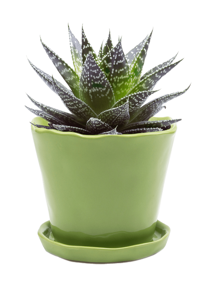 Tika Ceramic Pot & Saucer Set With Drainage - Chive Ceramics Studio - Pots - Chive Ceramics Studio