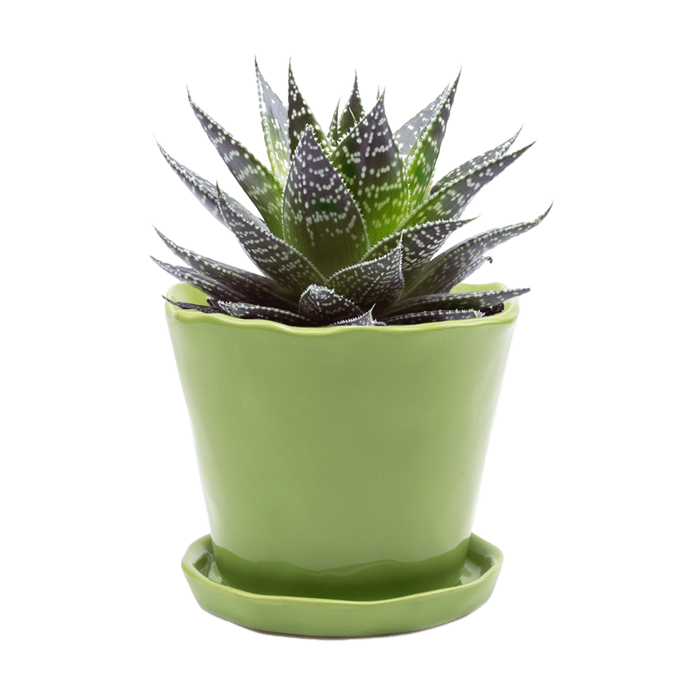 Tika Ceramic Pot & Saucer Set With Drainage - Chive Ceramics Studio - Pots - Chive Ceramics Studio