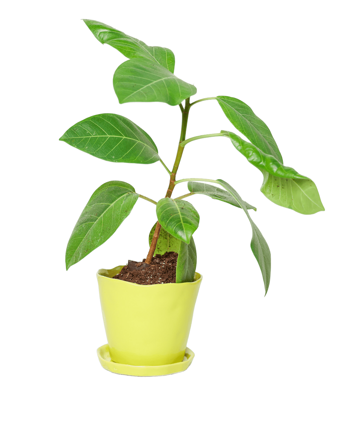 Tika Pot & Saucer | 5 inch - Chive Ceramics Studio - Pots - Chive Ceramics Studio