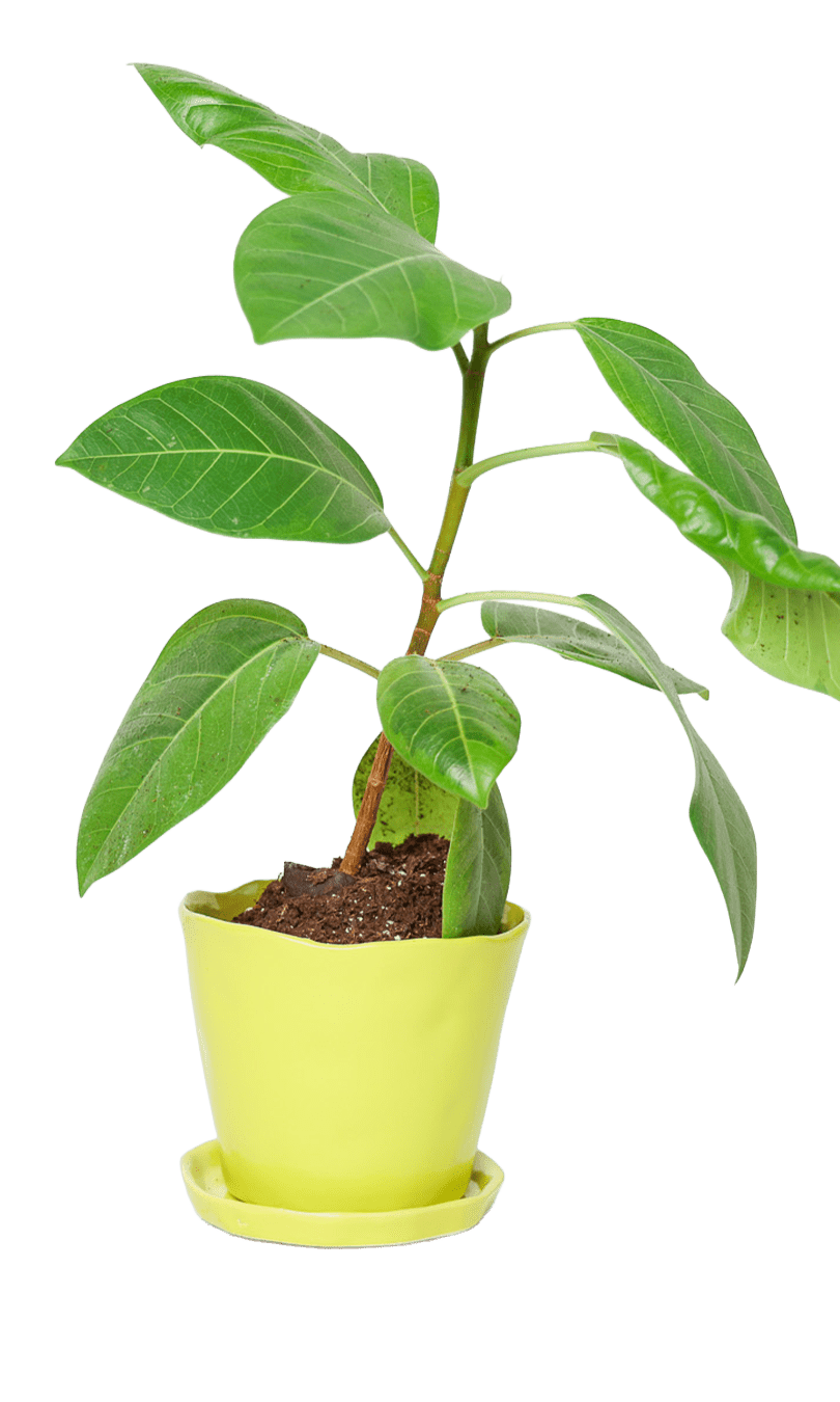 Tika Pot & Saucer | 5 inch - Chive Ceramics Studio - Pots - Chive Ceramics Studio