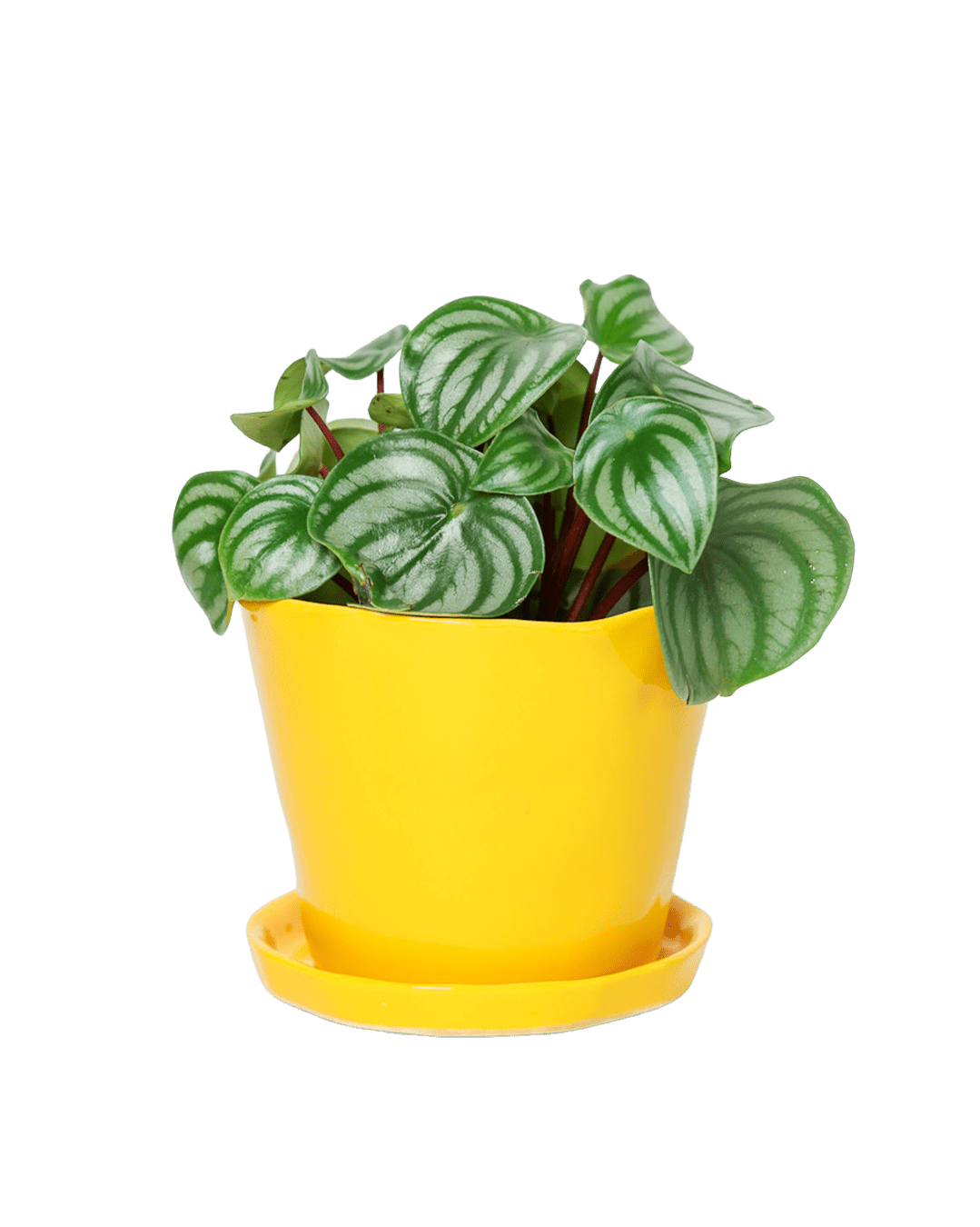 Tika Pot & Saucer | 5 inch - Chive Ceramics Studio - Pots - Chive Ceramics Studio