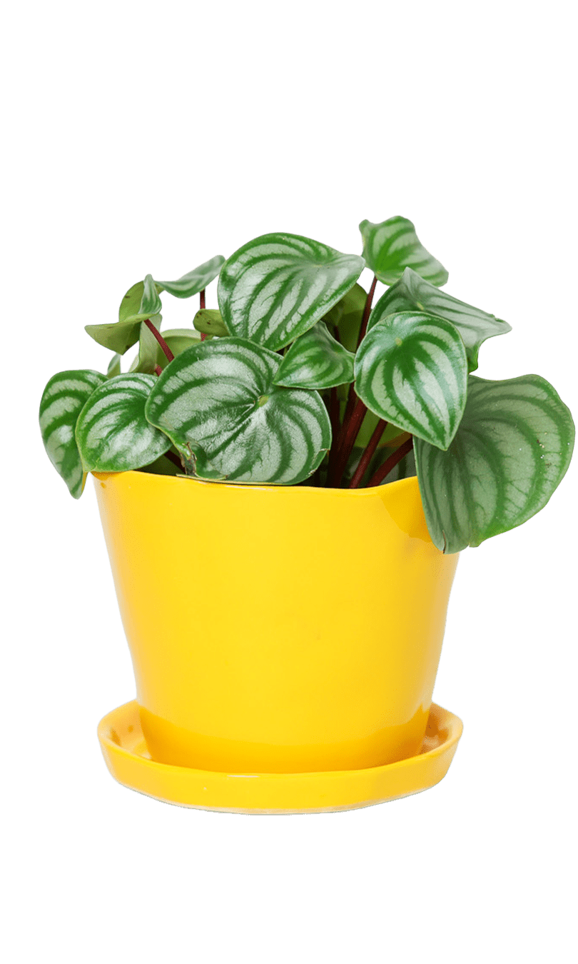 Tika Pot & Saucer | 5 inch - Chive Ceramics Studio - Pots - Chive Ceramics Studio