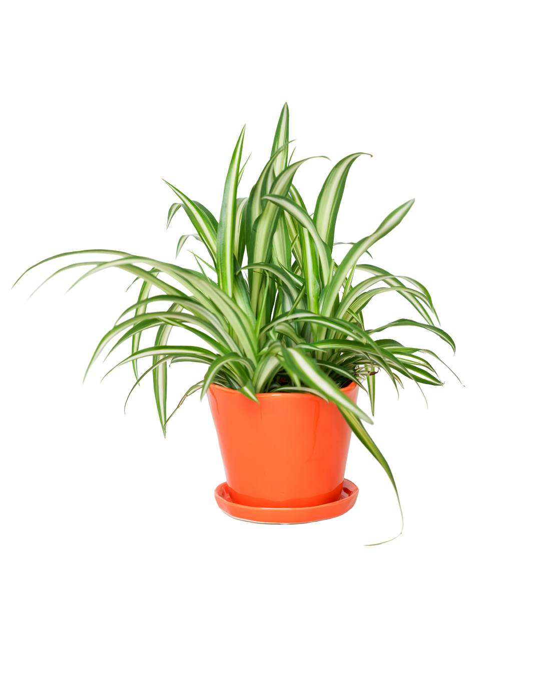 Tika Pot & Saucer | 5 inch - Chive Ceramics Studio - Pots - Chive Ceramics Studio