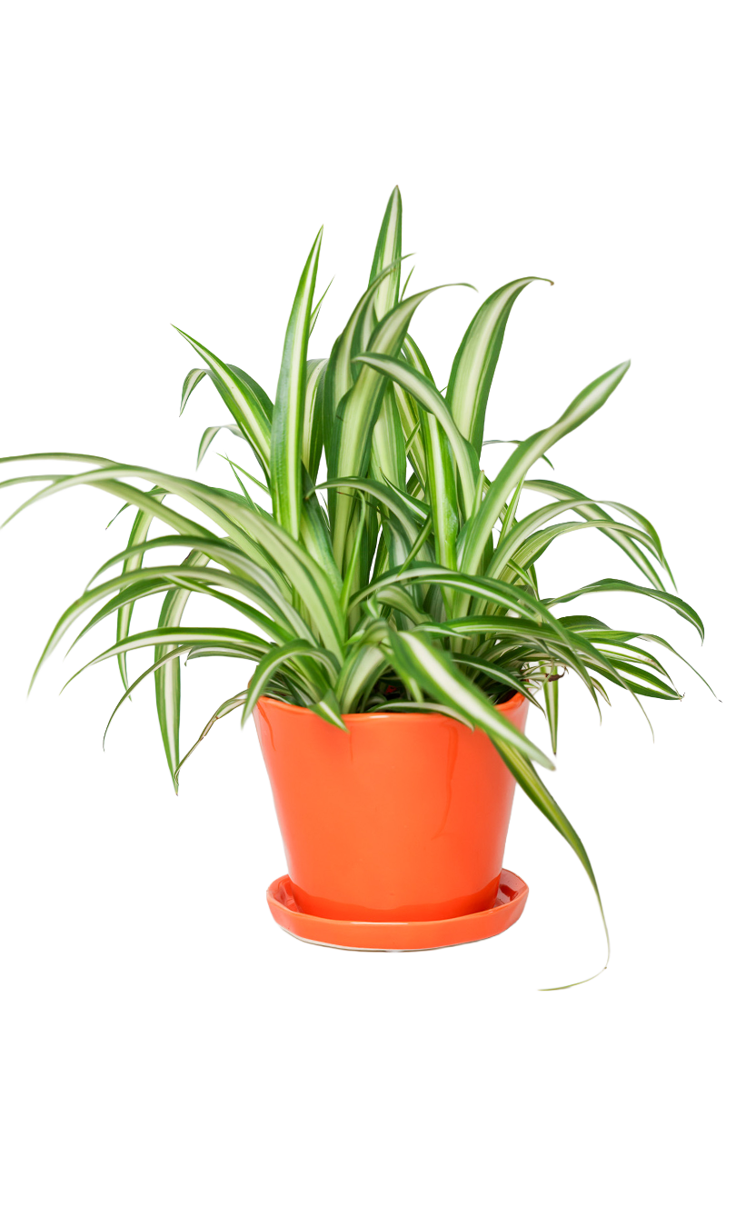 Tika Pot & Saucer | 5 inch - Chive Ceramics Studio - Pots - Chive Ceramics Studio