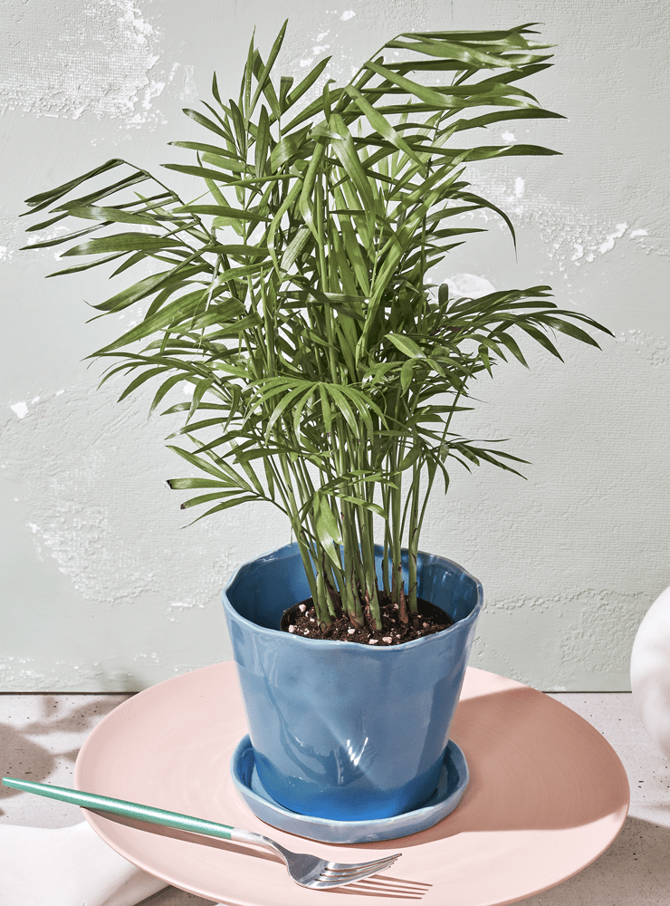 Tika Ceramic Pot & Saucer Set With Drainage - Chive Ceramics Studio - Pots - Chive Ceramics Studio