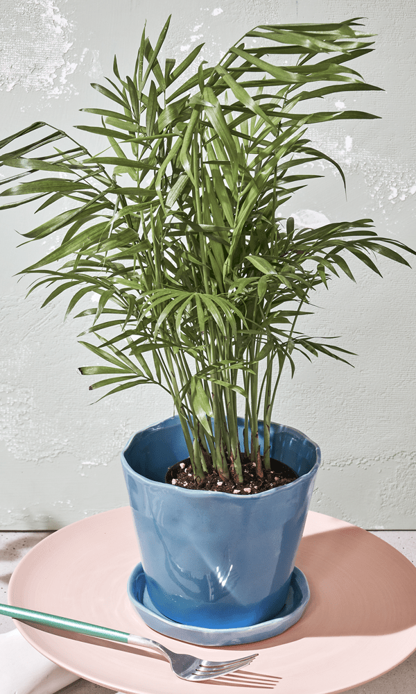 Tika Ceramic Pot & Saucer Set With Drainage - Chive Ceramics Studio - Pots - Chive Ceramics Studio